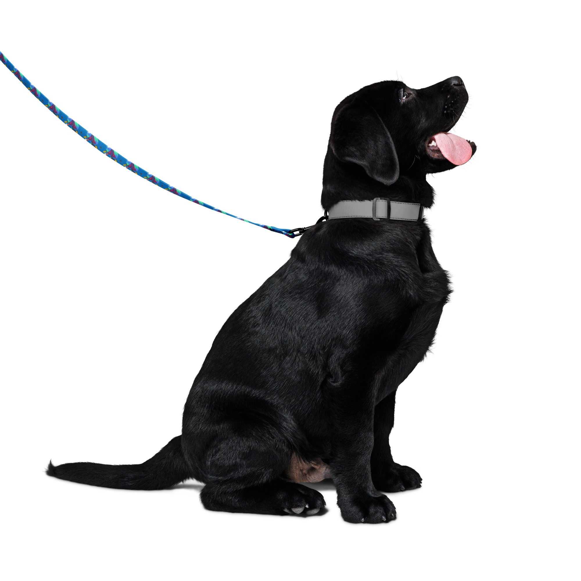 First Home Pet leash